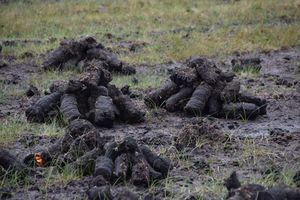 Peat piled up to dry in the sun